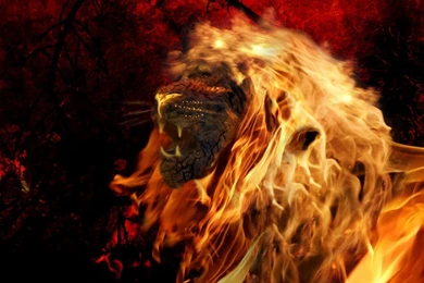 Fire Lion By TomGonets On DeviantArt