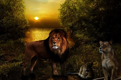 35+ Beautiful Lion Wallpapers For Desktop Backgrounds