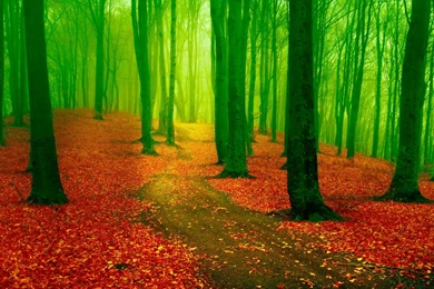 Macbook 15" Retina Wallpapers Page 22: Rose Red Black Flower Image ...