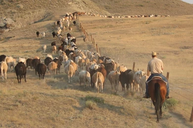 Grouchy Grizzly Western Cowboy And Montana Photos