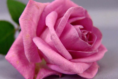 Pink Rose Wallpapers   Crazy Frankenstein