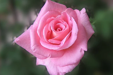 Images Of Pink Rose   HD Wallpapers And Pictures