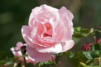 Wallpapers Monster Energy Com Cute Flowers Pink Rose Flower Jpg ...