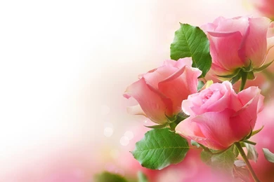 Cute Pink Rose Flowers Wallpapers Hi Res
