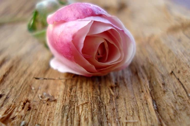 Cute And Attractive Rose Pictures   Pic Eager