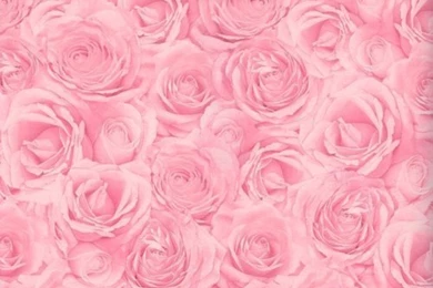 Pink Rose Background/wallpapers