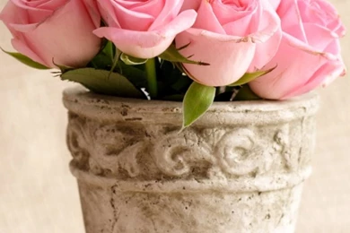 Light Pink Roses HD Desktop Wallpapers : Widescreen : High ...