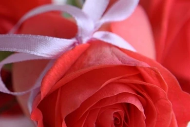 Beautiful Pink Roses Iphone 4s Wallpapers Free 640x960 Hd Iphone 5 ...