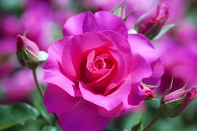 Cute Pink Rose Wallpapers Full Hd   1600x900 IWallHD   Wallpapers HD