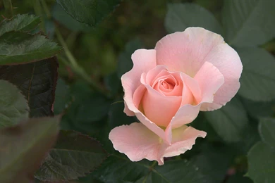 Roses Flower, Roses Photos, Roses Wallpapers For Your Desktop Red ...