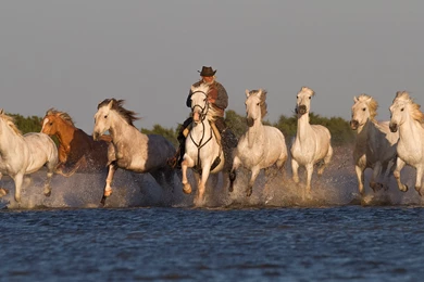 River Morning Cowboy Horseman Equestrian Horses Swim Western ...