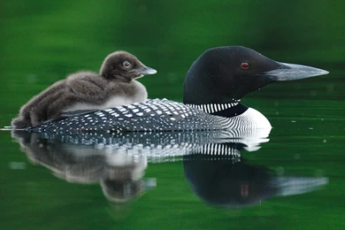 Loons Free Hd Wallpapers