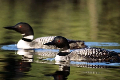 Sisbro ~ Don't Click Here ~ Desktop Downloads