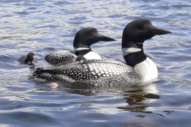 Loon Wallpapers   Wallpapers Cave