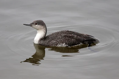 Red Throated Loon Wallpapers For Android   Wallpapers