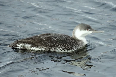 Australian Shepherd Picture Wallpapers   Wallpapers