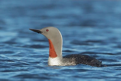 Red Throated Loon Wallpapers Full HD   Wallpapers