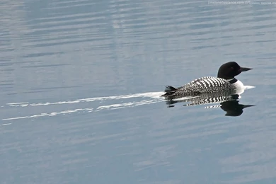 Jimstonefreelance.com   Birds