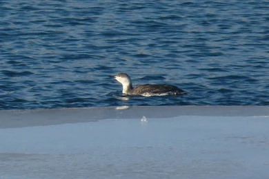 Plants Vs Zombies Wallpapers HD 1080p