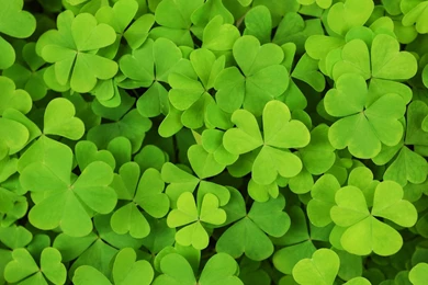 Shamrock Backgrounds Free   Wallpapers Cave