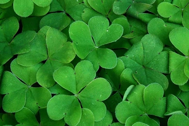 Free Photo: Background, Shamrock, Plant, Clover   Free Image On ...