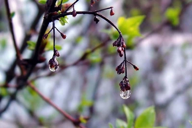 Download Nokia X2 Drop Rain Screensaver