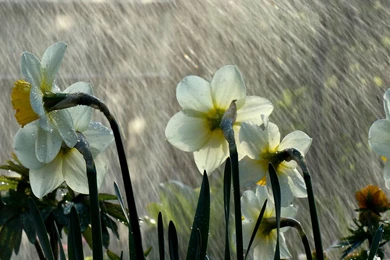 Rain...rain...come Back Again...   Meditation And Life   Teachings ...