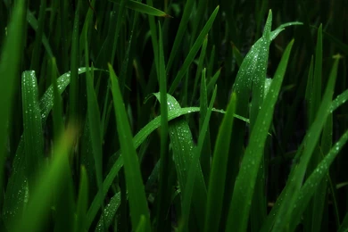 After rain retro nature images widescreen.jpg