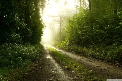 Free After Rain Wallpapers