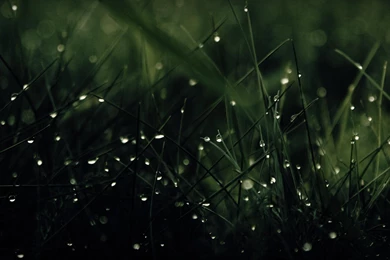 Green Nature Rain Grass Water Drops Wide Mobile >> HD Wallpapers ...