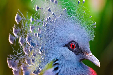 Birds wallpaper free download for mobile.jpg