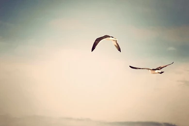 Wallpaper Backgrounds Of Birds And Bird Images