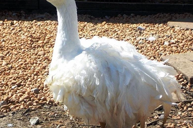 Free Wallpapers Sebastopol Goose Bird Wallpapers