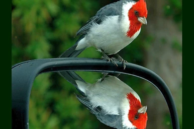 Birds Beautiful Mirror Picture Bird Wallpapers Pictures Free ...