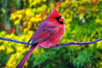 Beautiful Pink Bird Wallpapers At GetHDPic.com