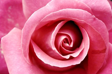 Beautiful Dark Pink Rose Wallpapers 1920x1200 367091