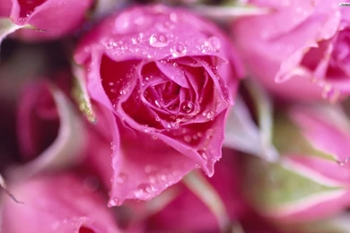 Pink Rose Meaning