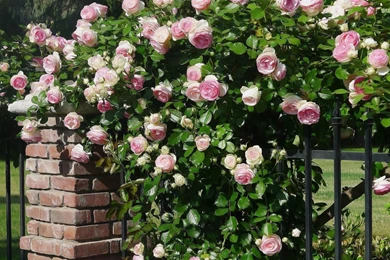 Dark Rose Wallpapers   Vector Wallpapers