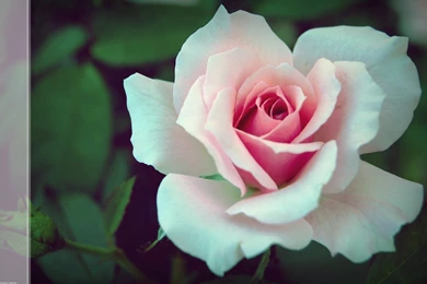 Wallpapers Download For Mobile Free Hd For Mobile Free Image Search ...