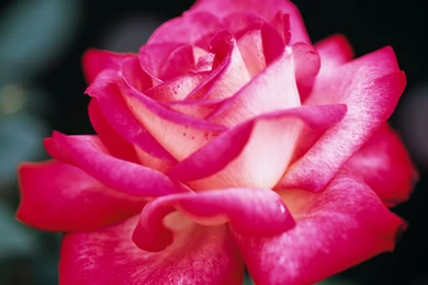 Pink Rose Images   HD Wallpapers Lovely