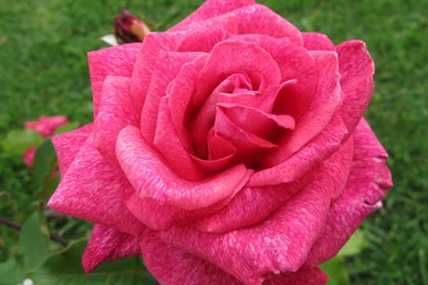 Pigmented Dark Pink Rose By Lovely serry On DeviantArt