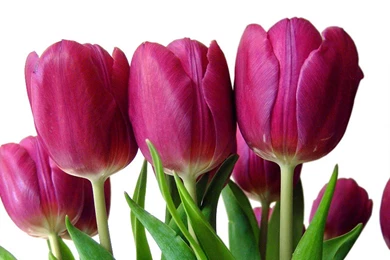 Desktop Wallpapers » Flowers Backgrounds » Beautiful Pink Rose ...