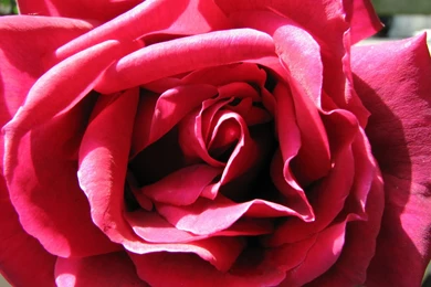 Yellow Color Wallpapers: Dark Pink Roses