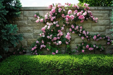 Dark Rose Wallpapers   Vector Wallpapers