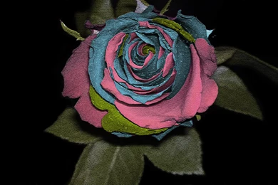 Rose Coloured Computer Wallpapers, Desktop Backgrounds