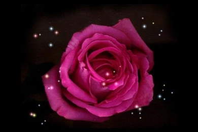 Dark Pink Rose Wallpaper Images