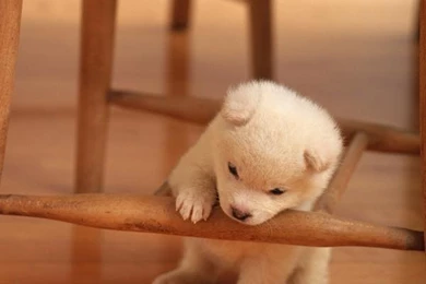 Animals,dogs Animals Dogs 2094x2950 Wallpapers – Animals,dogs ...