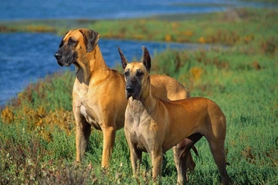 Desktop Wallpapers · Gallery · Animals · Dogs Purebreds