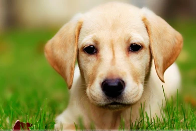 Face Little Dog Desktop Wallpapers Download Sweet Innocent Face ...