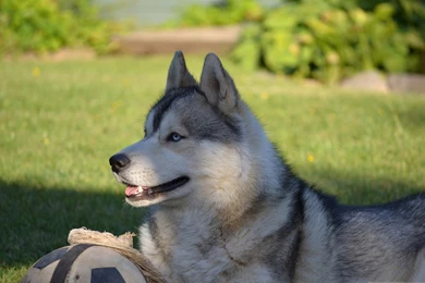 White Husky Dog Wallpapers   ImgMob